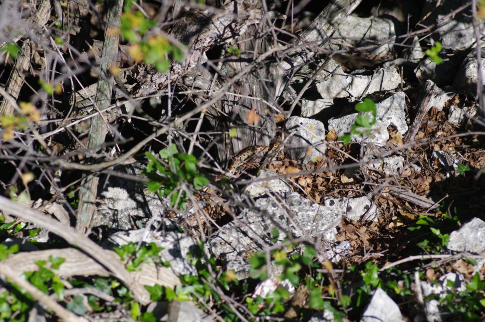 colubro leopardino (Zamenis situla, var. lineata)